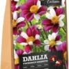 Florex Dahlia Knol (Dahlia 'Twynings Smartie') 2 Stuks 1 Florex Dahlia Knol (Dahlia 'Twynings Smartie') 2 Stuks -Tuinplanten Winkel 8713339168045