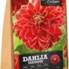 Florex Dahlia Knol (Dahlia 'Maxime') 2 Stuks