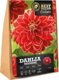 Florex Dahlia Knol (Dahlia 'Maxime') 2 Stuks