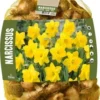 Florex Bloembollen Grootbloemige Narcis (Narcissus) Geel 40 Stuks 2 Florex Bloembollen Grootbloemige Narcis (Narcissus) Geel 40 Stuks -Tuinplanten Winkel 8713339969956