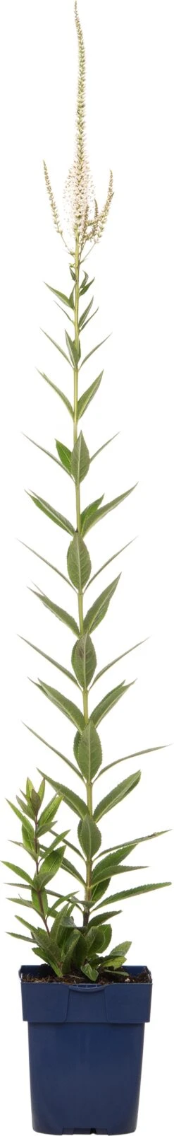 Virginische Ereprijs (Veronicastrum Virginicum 'Album') D 11 H 10 Cm
