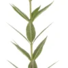 Virginische Ereprijs (Veronicastrum Virginicum 'Album') D 11 H 10 Cm 2 Virginische Ereprijs (Veronicastrum Virginicum 'Album') D 11 H 10 Cm -Tuinplanten Winkel 8713469094474 scaled