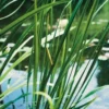 Kalmoes (Acorus Calamus) D 9 H 15 Cm 1 Kalmoes (Acorus Calamus) D 9 H 15 Cm -Tuinplanten Winkel 8713469104258