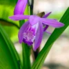 Japanse Orchidee (Bletilla Striata) D 9 H 20 Cm -Tuinplanten Winkel 8713469104326