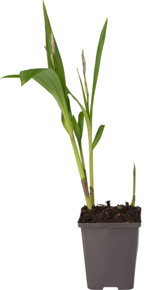 Japanse Orchidee (Bletilla Striata) D 9 H 20 Cm 6 Japanse Orchidee (Bletilla Striata) D 9 H 20 Cm -Tuinplanten Winkel 8713469104326 1 1 scaled