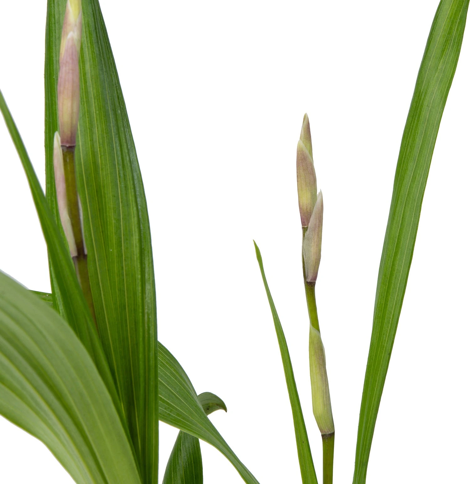 Japanse Orchidee (Bletilla Striata) D 9 H 20 Cm 5 Japanse Orchidee (Bletilla Striata) D 9 H 20 Cm - Afbeelding 3