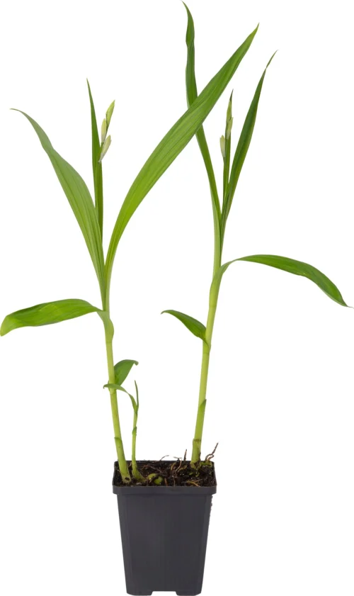 Japanse Orchidee (Bletilla Striata 'Alba') D 9 H 20 Cm -Tuinplanten Winkel 8713469104333 1 1