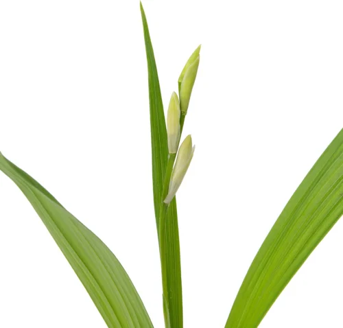 Japanse Orchidee (Bletilla Striata 'Alba') D 9 H 20 Cm -Tuinplanten Winkel 8713469104333 2