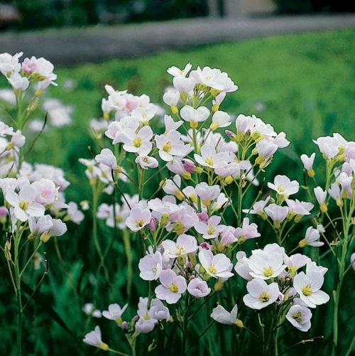 Pinksterbloem (Cardamine Pratensis) D 9 H 20 Cm