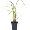 Oeverzegge (Carex Riparia) D 9 H 20 Cm 1 Oeverzegge (Carex Riparia) D 9 H 20 Cm -Tuinplanten Winkel 8713469104456