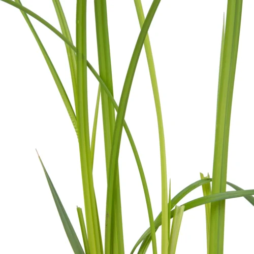 Oeverzegge (Carex Riparia) D 9 H 20 Cm 5 Oeverzegge (Carex Riparia) D 9 H 20 Cm -Tuinplanten Winkel 8713469104456 2