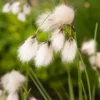 Veenpluis (Eriophorum Angustifolium) D 9 H 20 Cm -Tuinplanten Winkel 8713469104623
