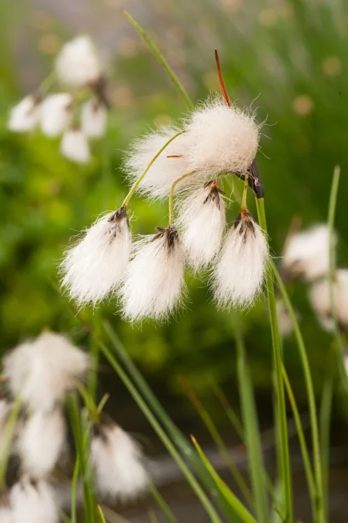 Veenpluis (Eriophorum Angustifolium) D 9 H 20 Cm