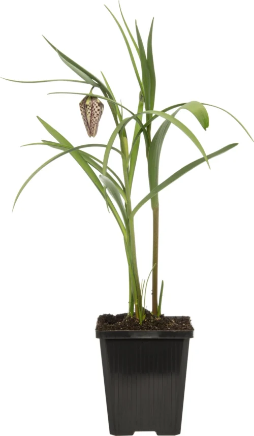 Kievitsbloem (Frittelaria Meleagris) D 9 H 30 Cm