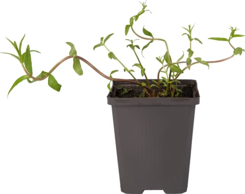 Genadekruid (Gratiola Officinalis) D 9 H 20 Cm -Tuinplanten Winkel 8713469104746 1 1