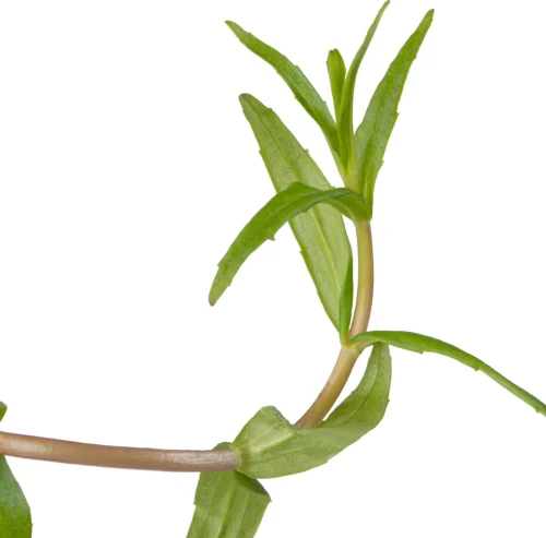 Genadekruid (Gratiola Officinalis) D 9 H 20 Cm -Tuinplanten Winkel 8713469104746 2