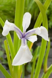 Witte Lis (Iris Laevigata 'Snowdrift') D 9 H 20 Cm 3 Witte Lis (Iris Laevigata 'Snowdrift') D 9 H 20 Cm