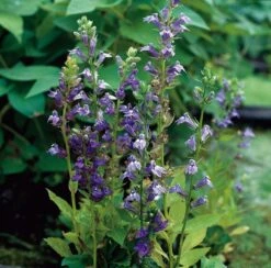 Waterlobelia (Lobelia Siphilitica) D 9 H 20 Cm