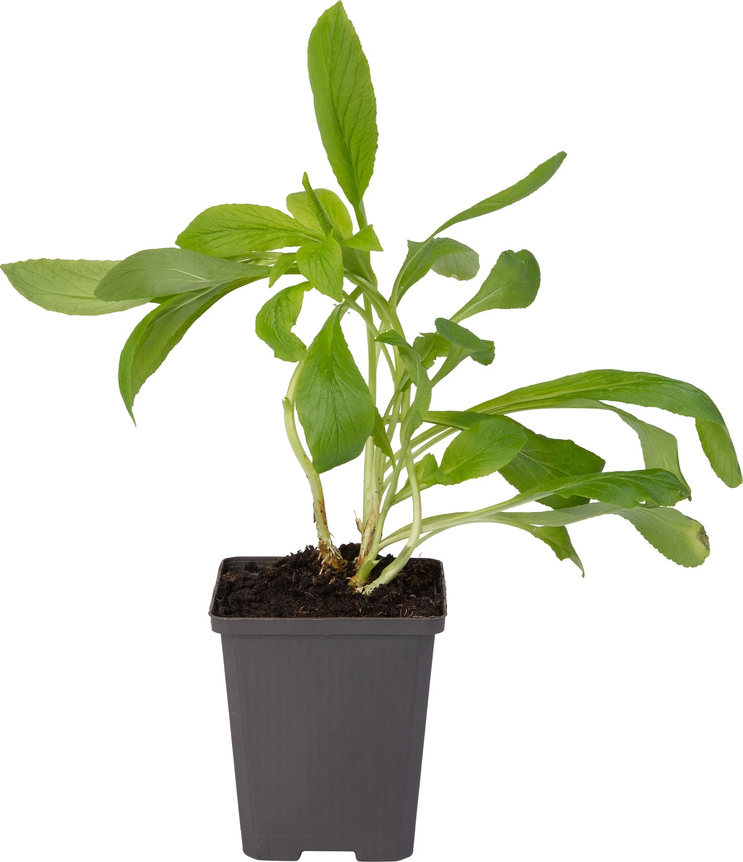 Waterlobelia (Lobelia Siphilitica) D 9 H 20 Cm 4 Waterlobelia (Lobelia Siphilitica) D 9 H 20 Cm - Afbeelding 2