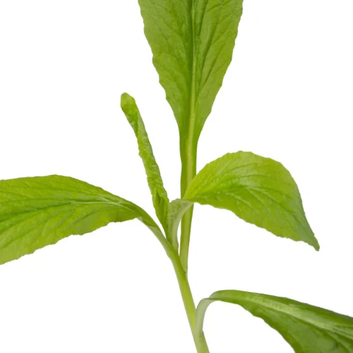 Waterlobelia (Lobelia Siphilitica) D 9 H 20 Cm 7 Waterlobelia (Lobelia Siphilitica) D 9 H 20 Cm -Tuinplanten Winkel 8713469105033 2