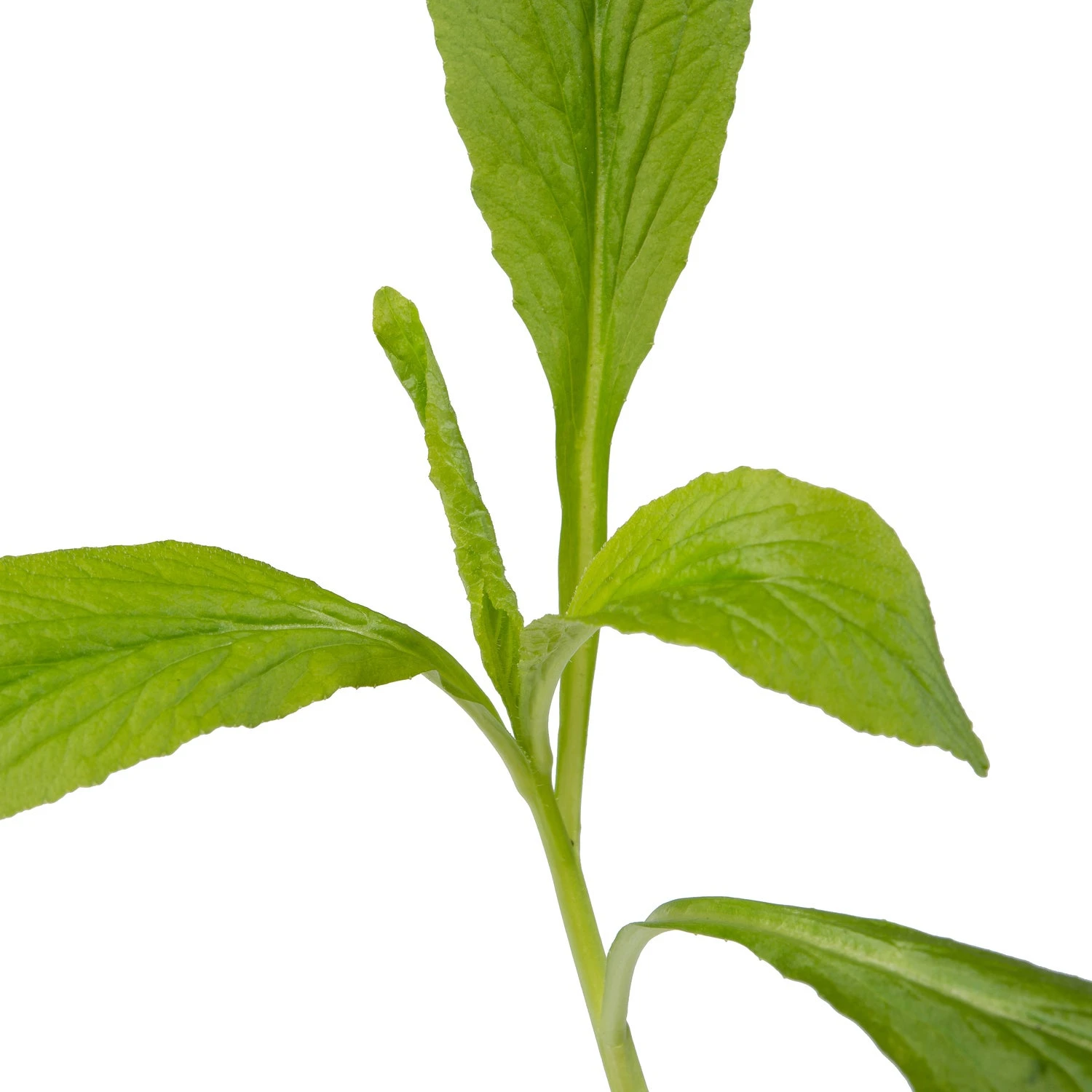 Waterlobelia (Lobelia Siphilitica) D 9 H 20 Cm 5 Waterlobelia (Lobelia Siphilitica) D 9 H 20 Cm - Afbeelding 3