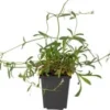 Echte Koekoeksbloem (Lychnis Flos-cuculi) D 9 H 20 Cm 1 Echte Koekoeksbloem (Lychnis Flos-cuculi) D 9 H 20 Cm -Tuinplanten Winkel 8713469105057