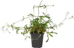 Echte Koekoeksbloem (Lychnis Flos-cuculi) D 9 H 20 Cm