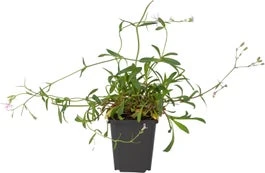 Echte Koekoeksbloem (Lychnis Flos-cuculi) D 9 H 20 Cm 3 Echte Koekoeksbloem (Lychnis Flos-cuculi) D 9 H 20 Cm