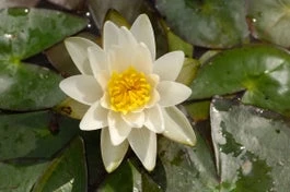 Waterlelie (Nymphaea 'Pygmea Alba') D 11 H 30 Cm 3 Waterlelie (Nymphaea 'Pygmea Alba') D 11 H 30 Cm