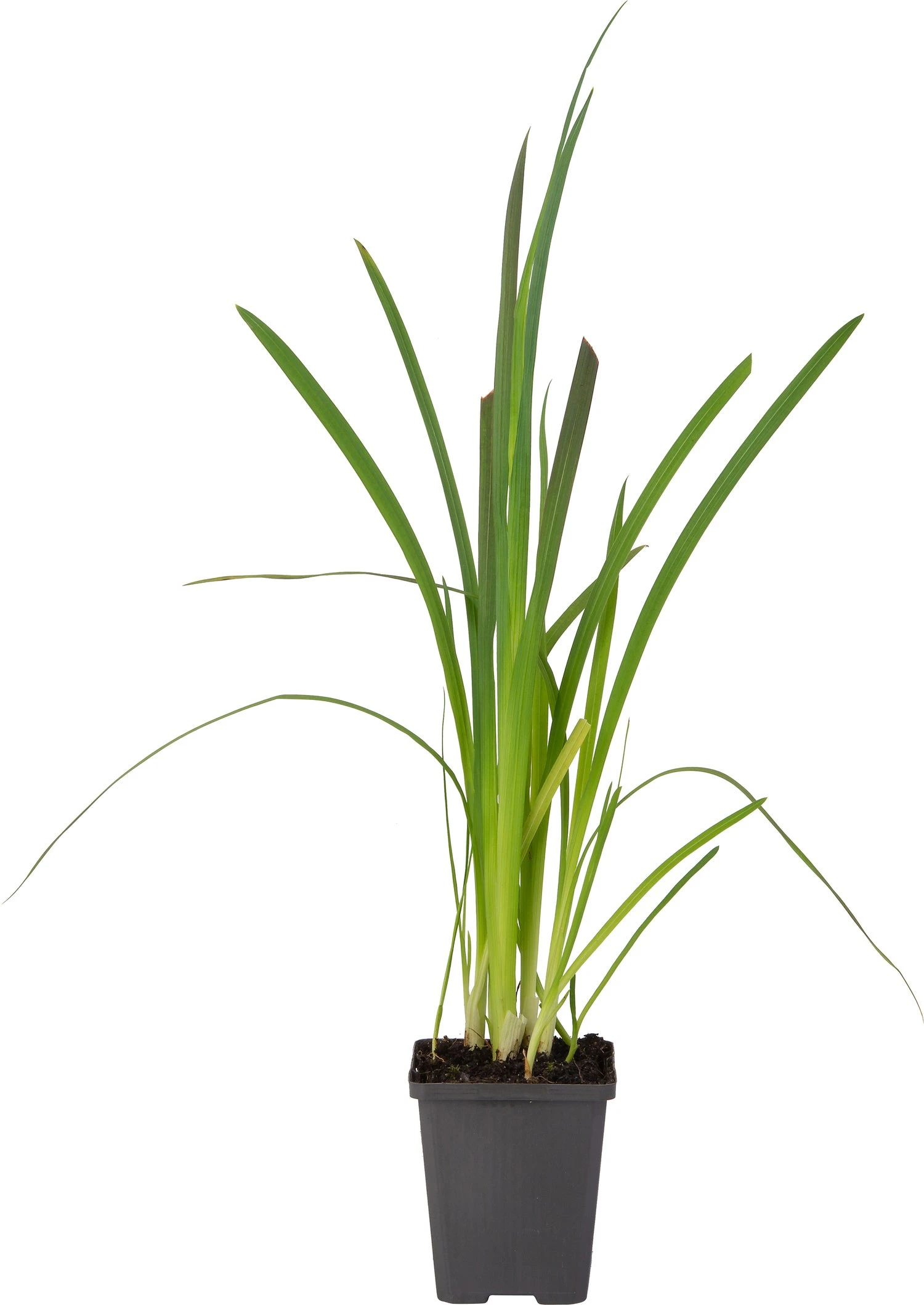 Moerasgladiool (Schizostylis Coccinea 'Mrs. Hegarty') D 9 H 20 Cm 4 Moerasgladiool (Schizostylis Coccinea 'Mrs. Hegarty') D 9 H 20 Cm - Afbeelding 2