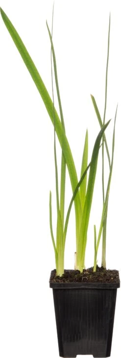 Moerasgladiool (Schizostylis Coccinea 'Mrs. Hegarty') D 9 H 20 Cm