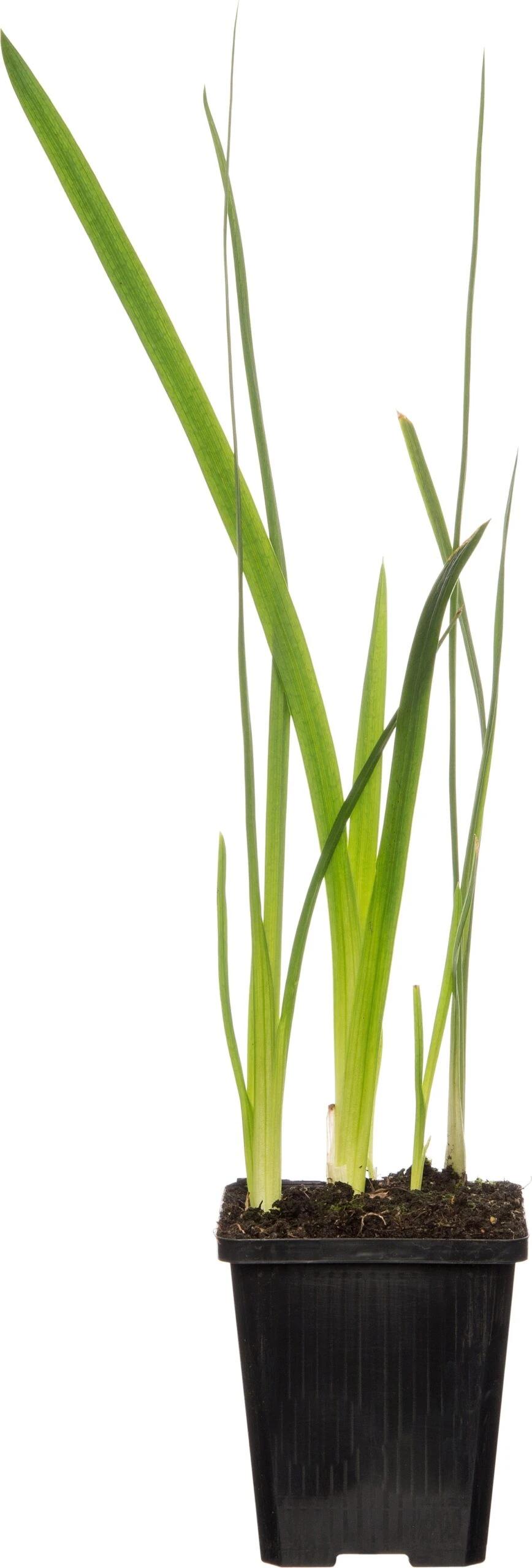 Moerasgladiool (Schizostylis Coccinea 'Mrs. Hegarty') D 9 H 20 Cm 3 Moerasgladiool (Schizostylis Coccinea 'Mrs. Hegarty') D 9 H 20 Cm