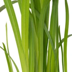 Moerasgladiool (Schizostylis Coccinea 'Mrs. Hegarty') D 9 H 20 Cm 7 Moerasgladiool (Schizostylis Coccinea 'Mrs. Hegarty') D 9 H 20 Cm -Tuinplanten Winkel 8713469105958 2 1 1