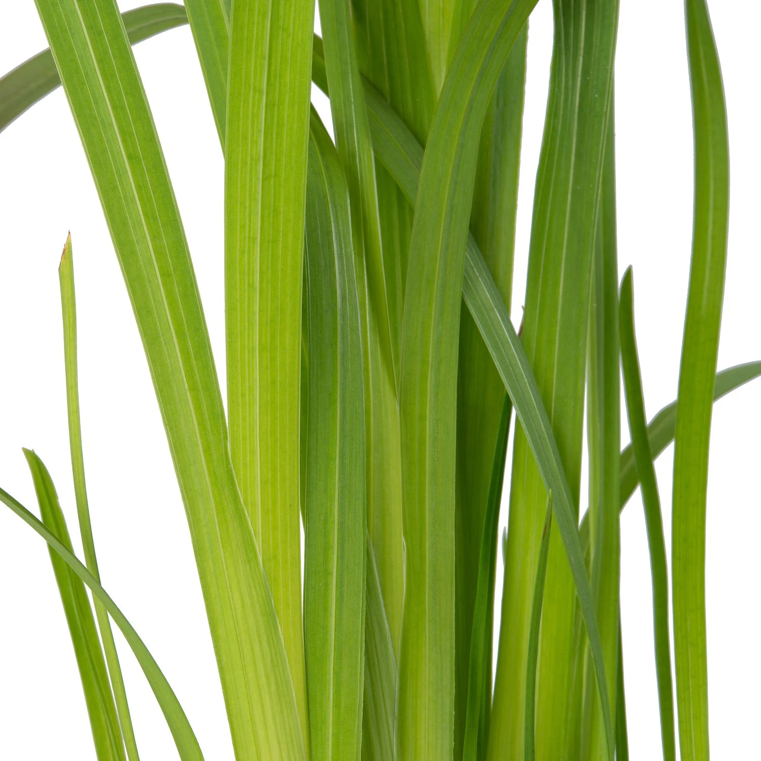 Moerasgladiool (Schizostylis Coccinea 'Mrs. Hegarty') D 9 H 20 Cm 5 Moerasgladiool (Schizostylis Coccinea 'Mrs. Hegarty') D 9 H 20 Cm - Afbeelding 3
