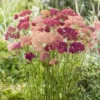 Duizendblad (Achillea Millefolium 'Summer Pastels') D 11 H 80 Cm 1 Duizendblad (Achillea Millefolium 'Summer Pastels') D 11 H 80 Cm -Tuinplanten Winkel 8713469120333