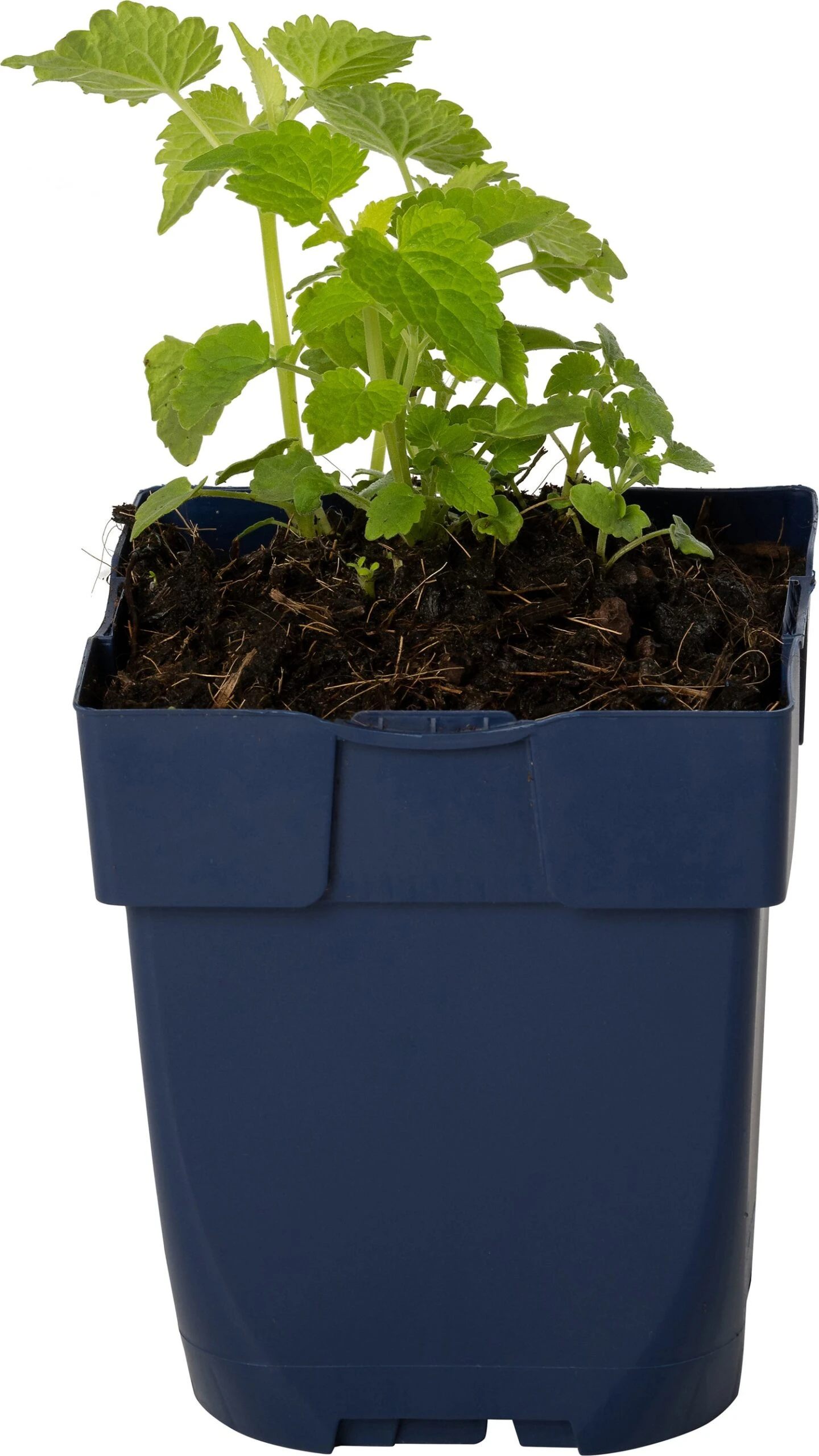 Dropplant (Agastache Rugosa 'Alabaster') D 11 H 20 Cm 3 Dropplant (Agastache Rugosa 'Alabaster') D 11 H 20 Cm