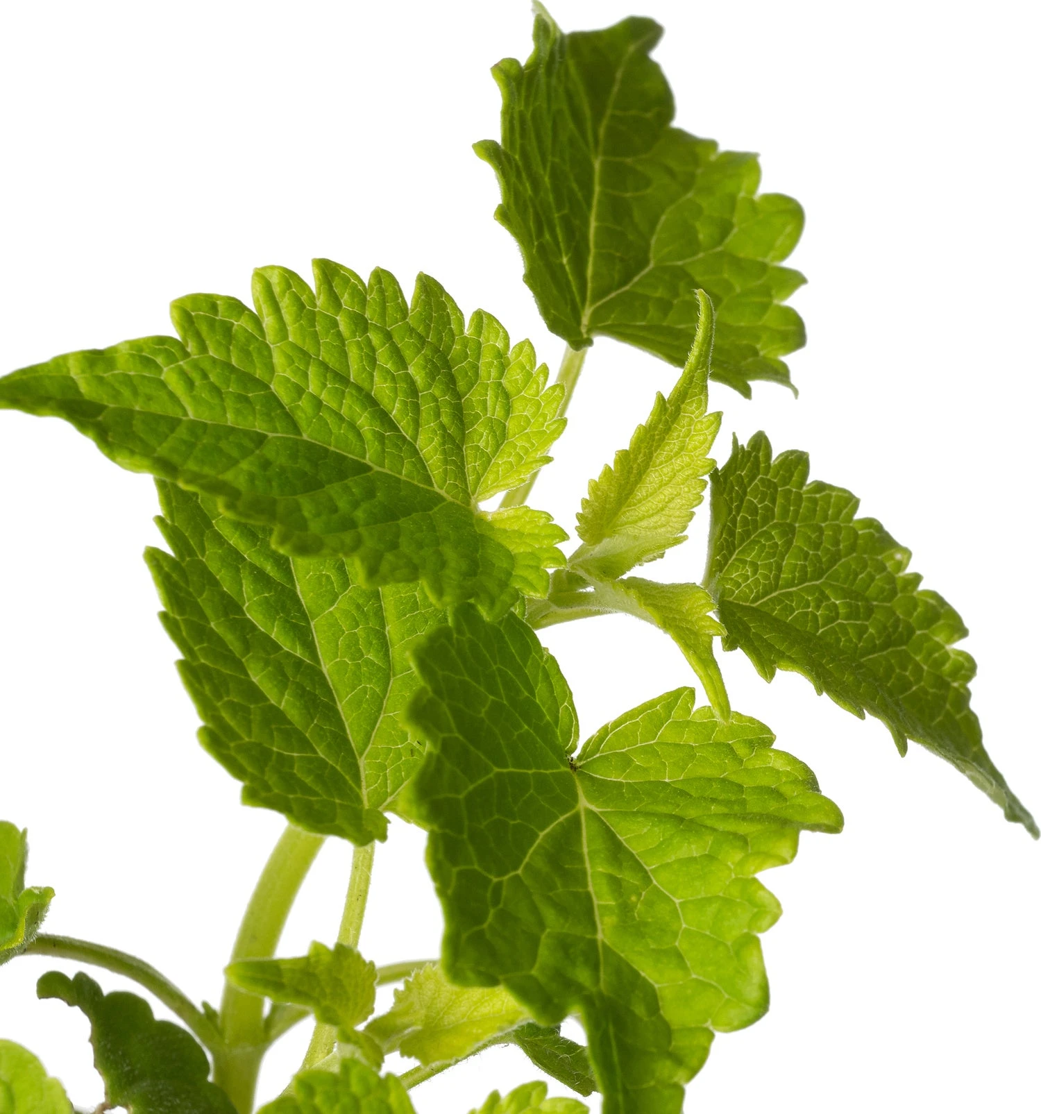 Dropplant (Agastache Rugosa 'Alabaster') D 11 H 20 Cm 4 Dropplant (Agastache Rugosa 'Alabaster') D 11 H 20 Cm - Afbeelding 2