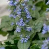 Zenegroen (Ajuga Reptans 'Catlin's Giant') D 11 H 25 Cm 2 Zenegroen (Ajuga Reptans 'Catlin's Giant') D 11 H 25 Cm -Tuinplanten Winkel 8713469132343