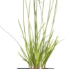 Knoflookbieslook (Allium Tuberosum) D 11 H 10 Cm -Tuinplanten Winkel 8713469142304 scaled
