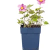 Herfstanemoon (Anemone Hybrida 'Pamina') D 11 H 70 Cm 1 Herfstanemoon (Anemone Hybrida 'Pamina') D 11 H 70 Cm -Tuinplanten Winkel 8713469151870 1