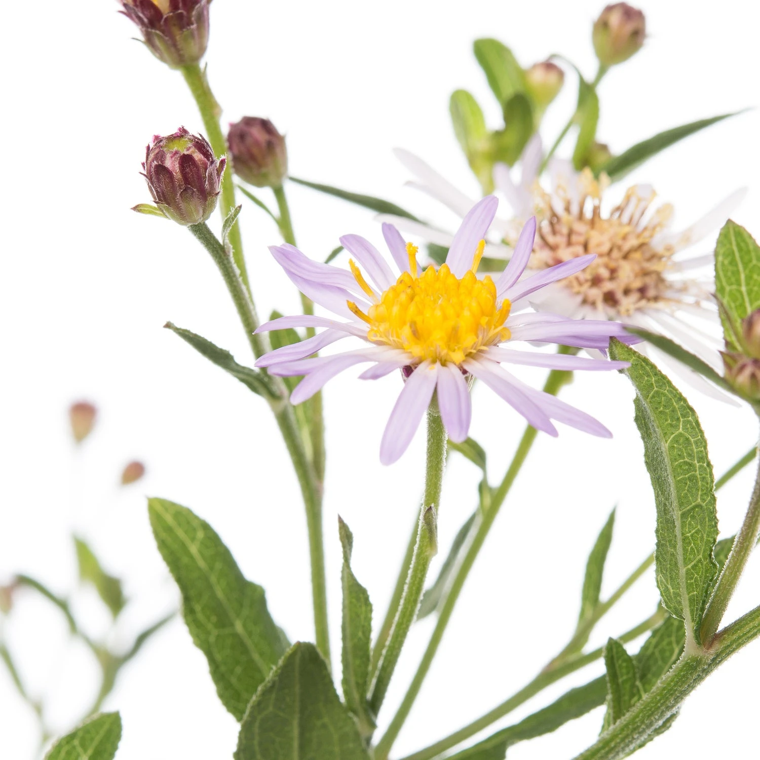 Aster (Aster Ageratoides 'Asran') D 11 H 10 Cm 4 Aster (Aster Ageratoides 'Asran') D 11 H 10 Cm - Afbeelding 2