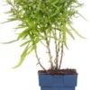 Alpenaster (Aster Alpina 'Happy End') D 11 H 20 Cm 2 Alpenaster (Aster Alpina 'Happy End') D 11 H 20 Cm -Tuinplanten Winkel 8713469173360