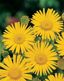 Koeienoog (Buphthalmum Salicifolium) D 11 H 10 Cm