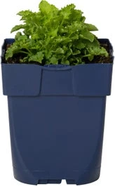 Klokjesbloem (Campanula Carpatica 'Weisse Clips') D 11 H 25 Cm 3 Klokjesbloem (Campanula Carpatica 'Weisse Clips') D 11 H 25 Cm