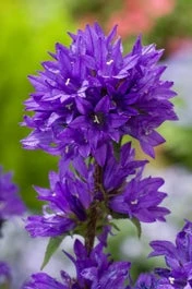 Kluwenklokje (Campanula Glomerata) D 11 H 10 Cm