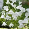 Perzikbladklokje (Campanula Persicifolia 'Alba') D 11 H 80 Cm -Tuinplanten Winkel 8713469232487