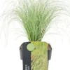 Zegge (Carex Comans 'Frosted Curls') D 17 H 30 Cm -Tuinplanten Winkel 8713469239851