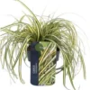 Zegge (Carex Oshimensis 'Evergold') D 17 H 40 Cm 1 Zegge (Carex Oshimensis 'Evergold') D 17 H 40 Cm -Tuinplanten Winkel 8713469241137