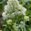 Spoorbloem (Centranthus Rubra 'Albus') D 11 H 60 Cm -Tuinplanten Winkel 8713469246187