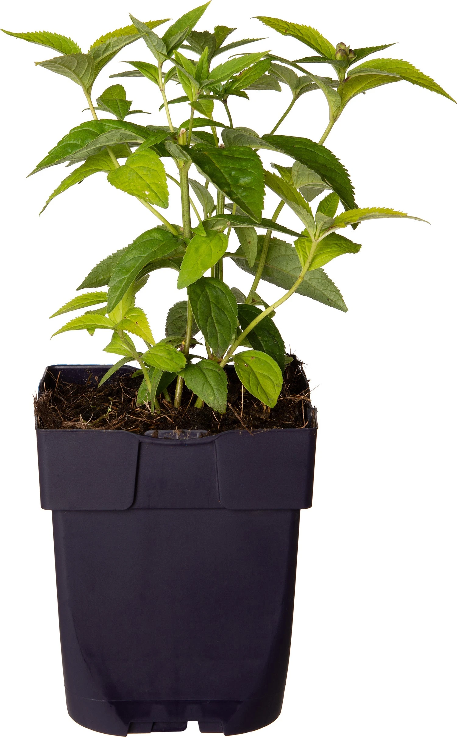 Schildpadbloem (Chelone Obliqua 'Alba') D 11 H 10 Cm 3 Schildpadbloem (Chelone Obliqua 'Alba') D 11 H 10 Cm